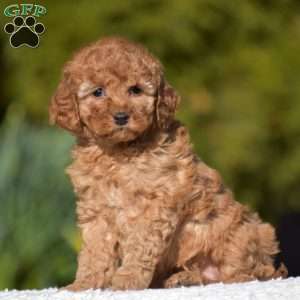 Kimberly, Miniature Poodle Puppy